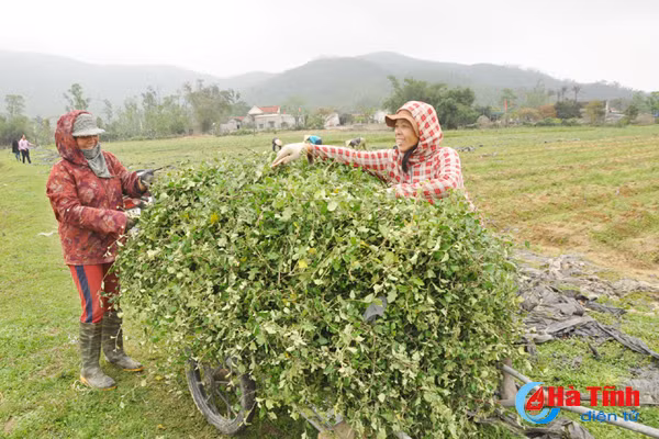 trong ca gai leo va nhung van de dat ra trong lien ket