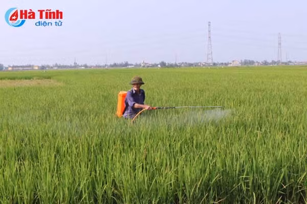 bao dong do benh dao on co bong tren 40 000 ha lua xuan
