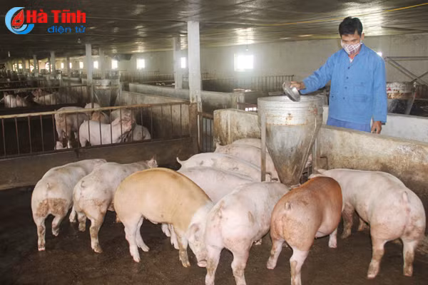 rui ro khi nguoi chan nuoi lon gam hang cho gia