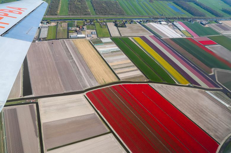 canh dong hoa tulip o ha lan dep nhu tranh ve khi nhin tu tren cao