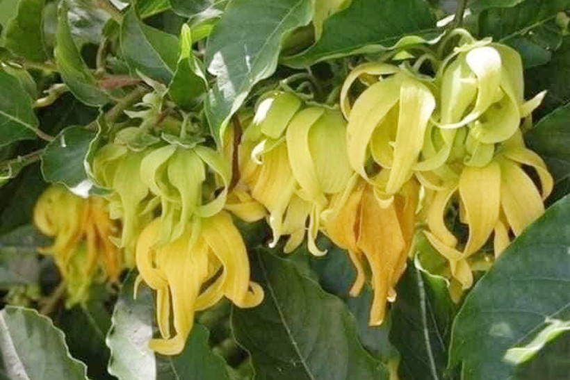 Làng hoa dẻ