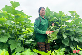 Trồng dâu, nuôi tằm - hướng phát triển kinh tế cho người dân Đức Thịnh