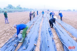 Nông dân Đức Thọ liên kết doanh nghiệp trồng sắn cao sản 