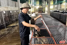 Đầu tư tiền tỷ nuôi chồn sọc sinh sản