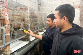 Nuôi chồn hương ở vùng rốn lũ 