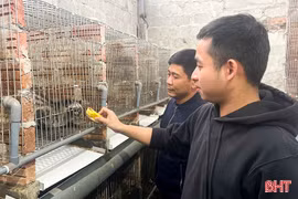 Nuôi chồn hương ở vùng rốn lũ 