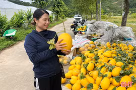 Dưa lưới chín vàng, nông dân phấn khởi thu hoạch