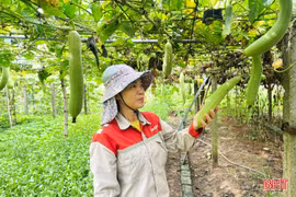 Mô hình "2 tầng nấc" giúp nông dân Đức Xá làm giàu trên chính mảnh vườn