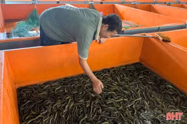 Mở hướng chăn nuôi ở vùng bán sơn địa từ lươn không bùn 