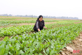 Làng rau Quyết Tiến tất bật vào vụ tết