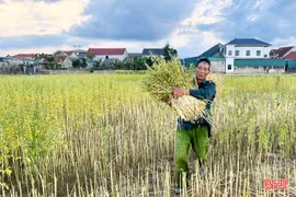 Mùa vừng ở xã Đức Quang - từ cánh đồng đến sản phẩm OCOP 