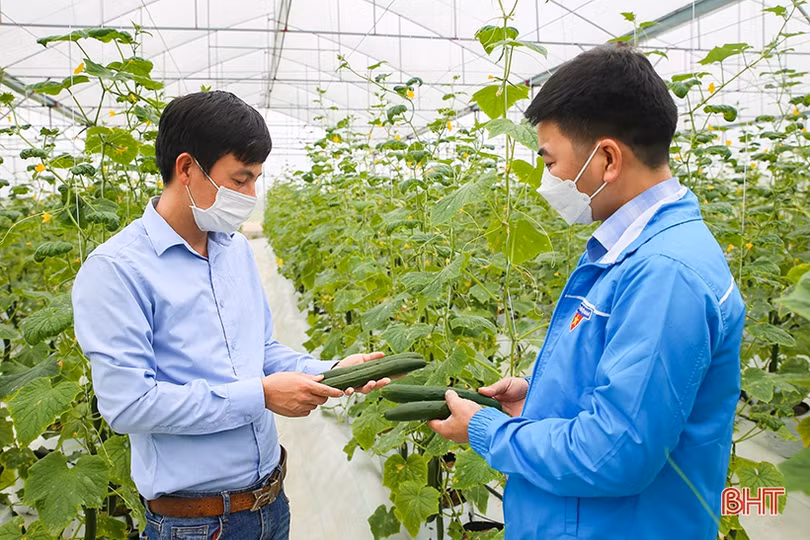 “Mát mắt” mô hình trồng dưa nhà lưới công nghệ cao của thanh niên Hà Tĩnh