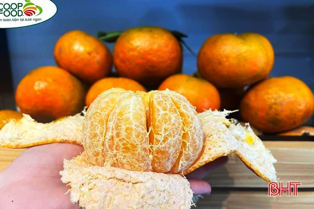 Đặc sản cam bù Hà Tĩnh lên kệ Co.op Food ở TP Hồ Chí Minh