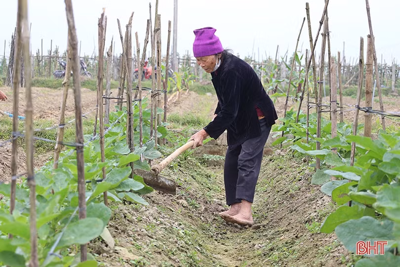 Nông dân Hà Tĩnh khẩn trương phủ kín diện tích cây trồng cạn vụ xuân