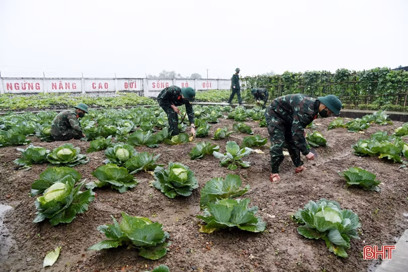 Rau quả đầy luống, gia súc kín chuồng ở các vườn tăng gia của LLVT Hà Tĩnh