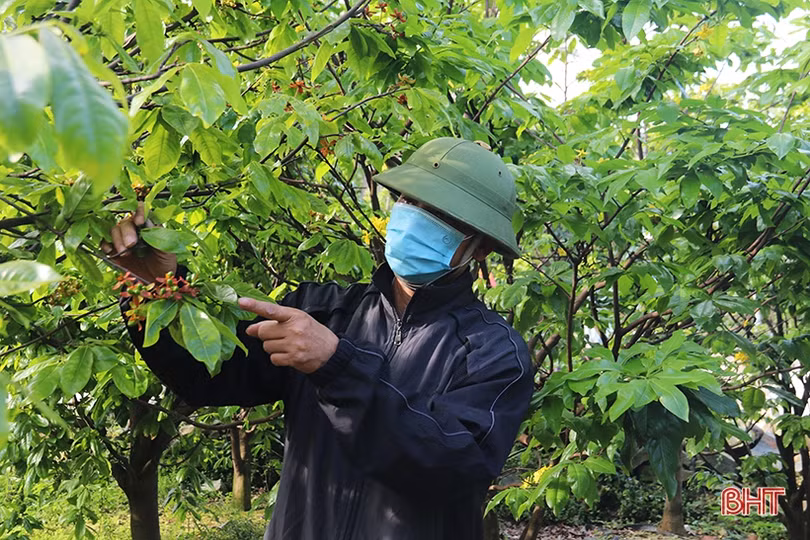 Cây mai giống xã phía Nam Hà Tĩnh “cháy hàng”