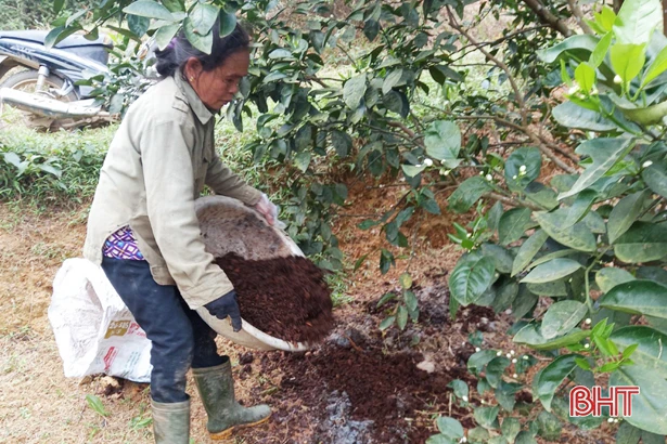 Người dân Vũ Quang chăm sóc cam thế nào khi giá phân bón hóa học tăng mạnh?