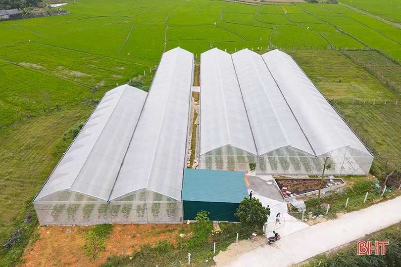 “Mát mắt” mô hình trồng dưa nhà lưới công nghệ cao của thanh niên Hà Tĩnh