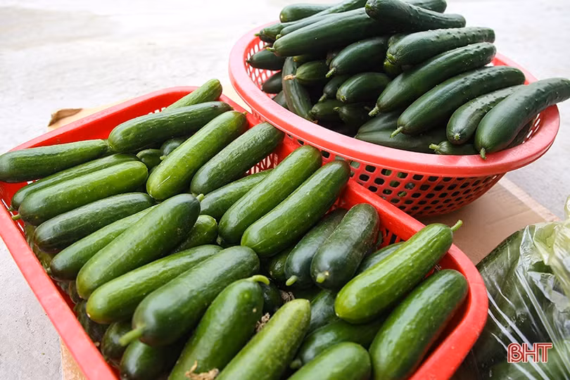 “Mát mắt” mô hình trồng dưa nhà lưới công nghệ cao của thanh niên Hà Tĩnh