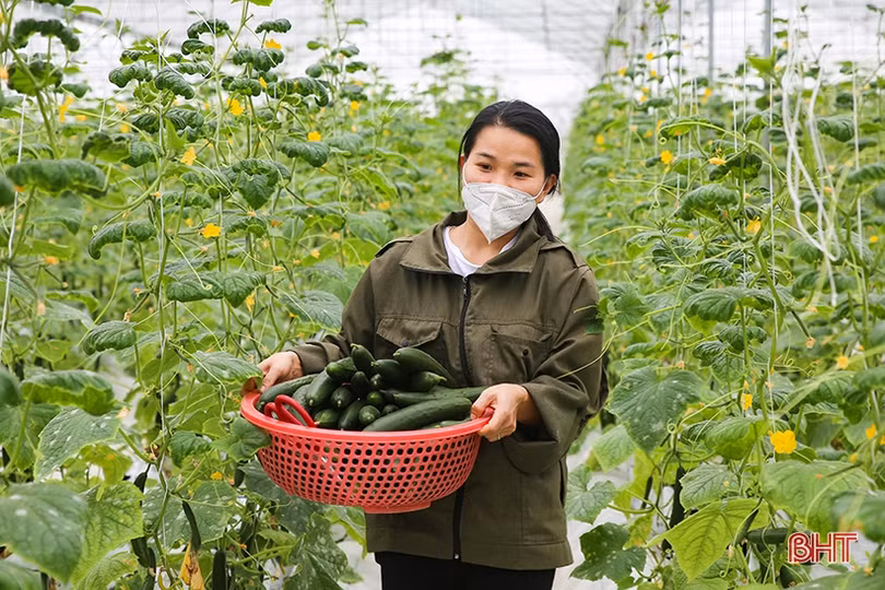 “Mát mắt” mô hình trồng dưa nhà lưới công nghệ cao của thanh niên Hà Tĩnh