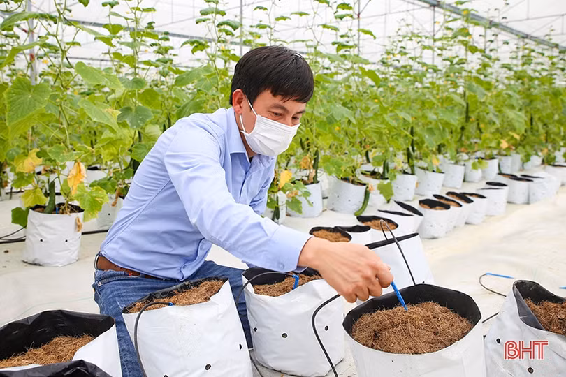 “Mát mắt” mô hình trồng dưa nhà lưới công nghệ cao của thanh niên Hà Tĩnh