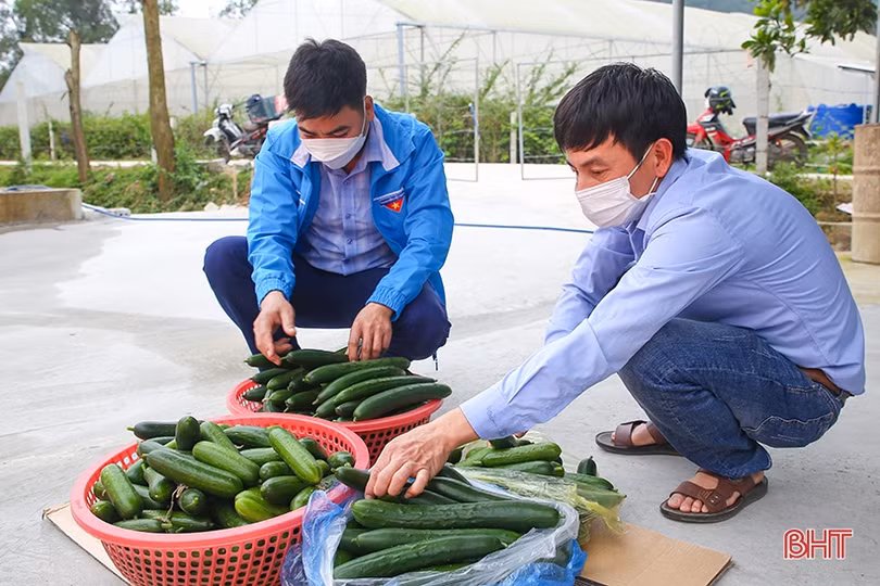 “Mát mắt” mô hình trồng dưa nhà lưới công nghệ cao của thanh niên Hà Tĩnh