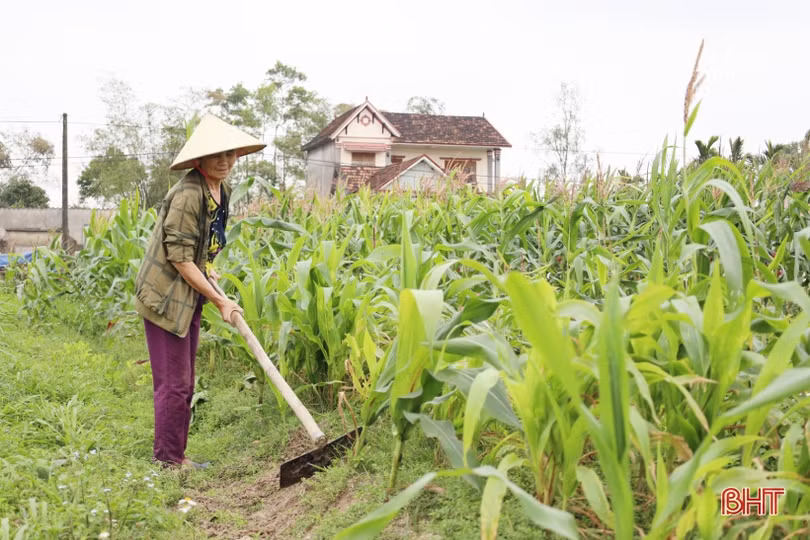 Nông dân Hà Tĩnh khẩn trương phủ kín diện tích cây trồng cạn vụ xuân
