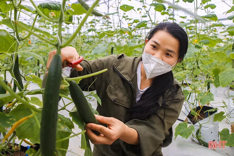 “Mát mắt” mô hình trồng dưa nhà lưới công nghệ cao của thanh niên Hà Tĩnh