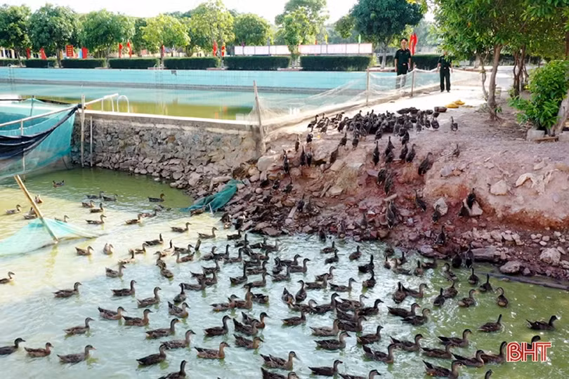 Rau quả đầy luống, gia súc kín chuồng ở các vườn tăng gia của LLVT Hà Tĩnh