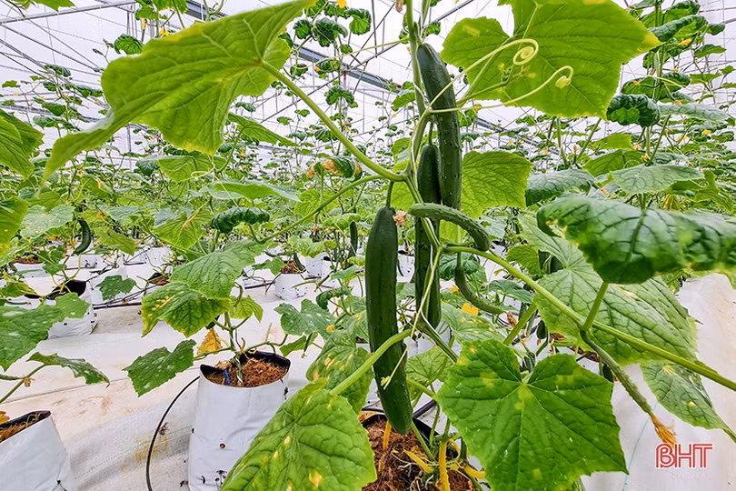 “Mát mắt” mô hình trồng dưa nhà lưới công nghệ cao của thanh niên Hà Tĩnh