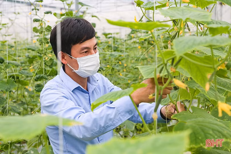 “Mát mắt” mô hình trồng dưa nhà lưới công nghệ cao của thanh niên Hà Tĩnh