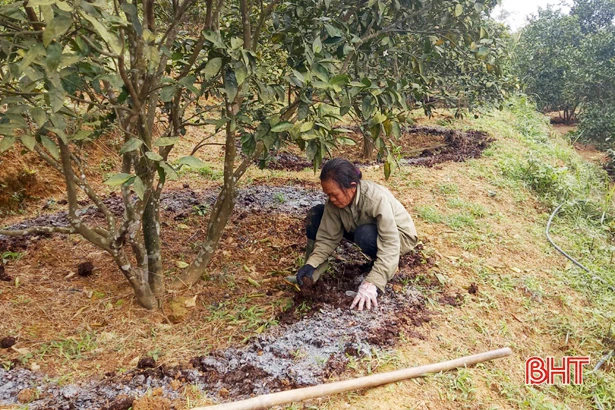 Người dân Vũ Quang chăm sóc cam thế nào khi giá phân bón hóa học tăng mạnh?