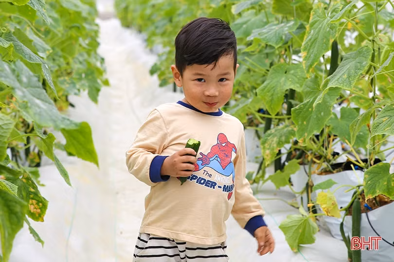 “Mát mắt” mô hình trồng dưa nhà lưới công nghệ cao của thanh niên Hà Tĩnh