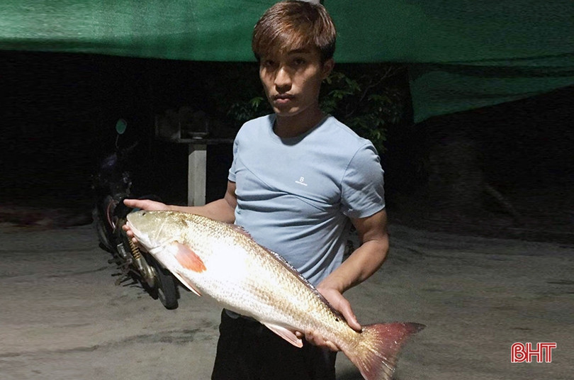 Bắt được cá nghi là sủ vàng tại biển Vũng Áng