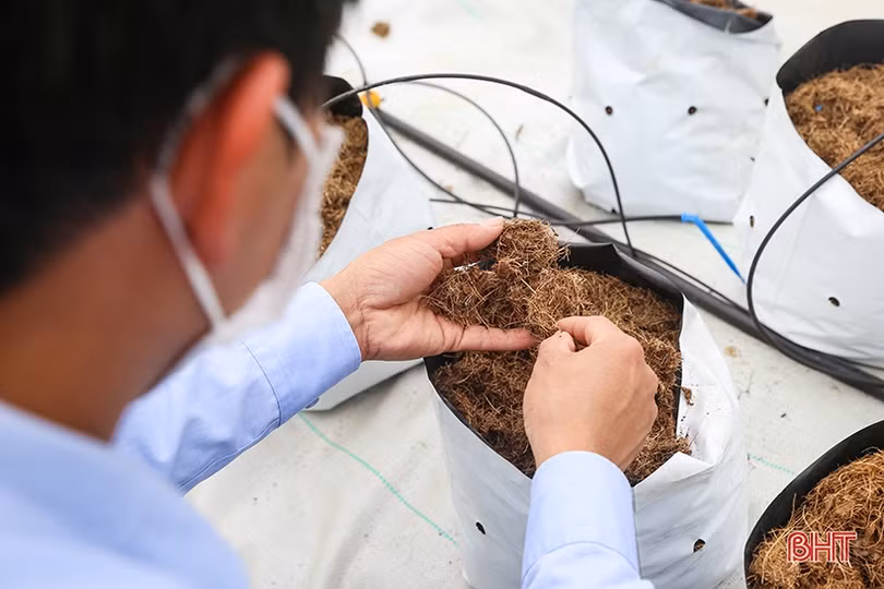 “Mát mắt” mô hình trồng dưa nhà lưới công nghệ cao của thanh niên Hà Tĩnh