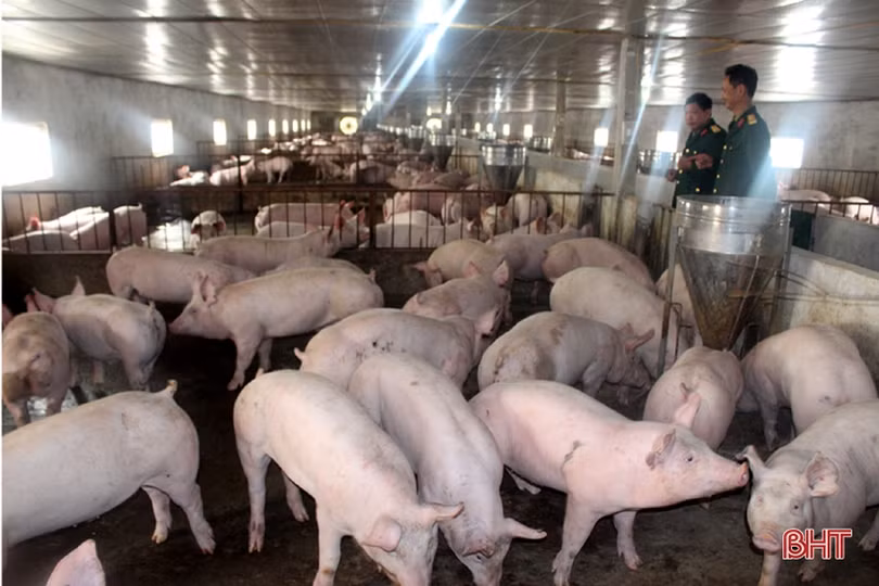 Rau quả đầy luống, gia súc kín chuồng ở các vườn tăng gia của LLVT Hà Tĩnh