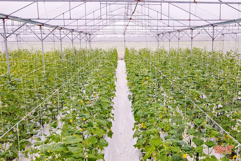 “Mát mắt” mô hình trồng dưa nhà lưới công nghệ cao của thanh niên Hà Tĩnh