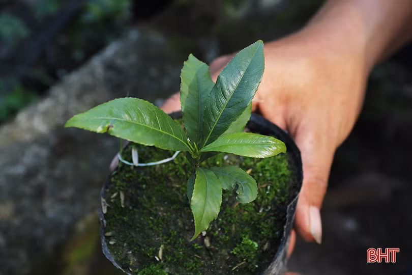 Cây mai giống xã phía Nam Hà Tĩnh “cháy hàng”