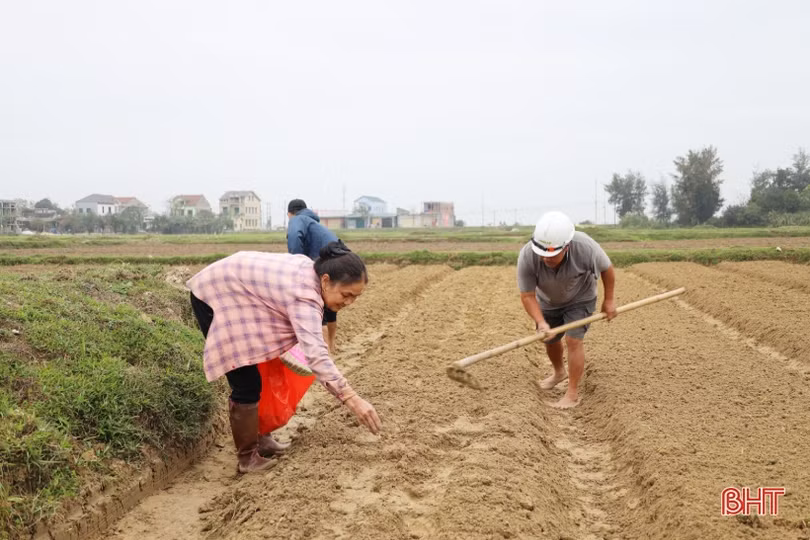 Nông dân Hà Tĩnh khẩn trương phủ kín diện tích cây trồng cạn vụ xuân