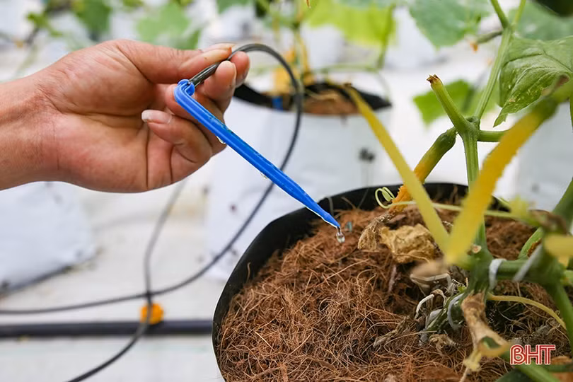 “Mát mắt” mô hình trồng dưa nhà lưới công nghệ cao của thanh niên Hà Tĩnh