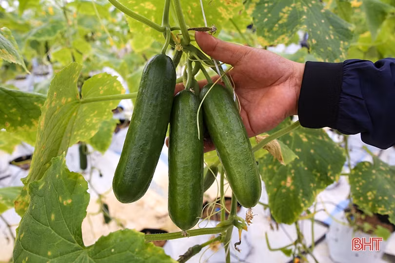 “Mát mắt” mô hình trồng dưa nhà lưới công nghệ cao của thanh niên Hà Tĩnh