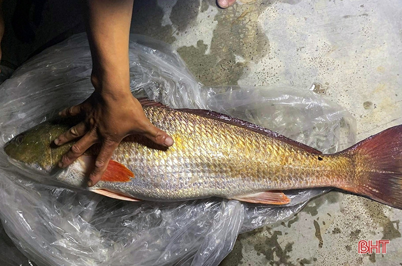 Bắt được cá nghi là sủ vàng tại biển Vũng Áng