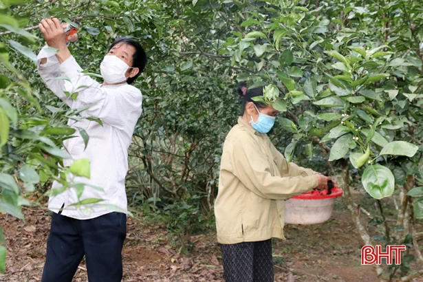 Người dân Vũ Quang chăm sóc cam thế nào khi giá phân bón hóa học tăng mạnh?