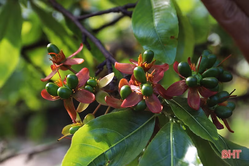 Cây mai giống xã phía Nam Hà Tĩnh “cháy hàng”