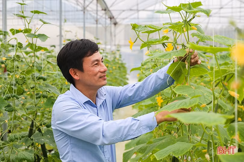 “Mát mắt” mô hình trồng dưa nhà lưới công nghệ cao của thanh niên Hà Tĩnh