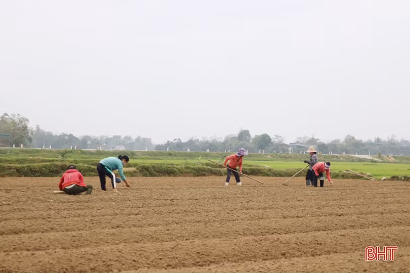 Nông dân Hà Tĩnh khẩn trương phủ kín diện tích cây trồng cạn vụ xuân