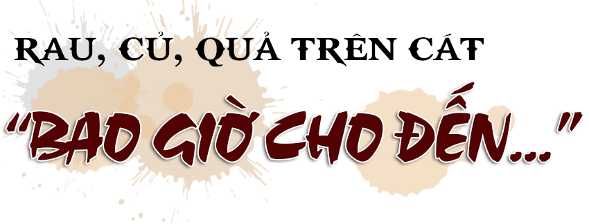 Vụ đông hàng hóa và những bước lùi” (bài 1): Đâu rồi những cánh đồng liên kết “thẳng cánh cò bay”?!