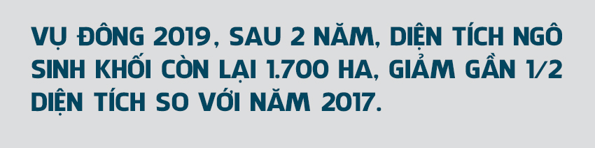 Vụ đông hàng hóa và những bước lùi” (bài 1): Đâu rồi những cánh đồng liên kết “thẳng cánh cò bay”?!