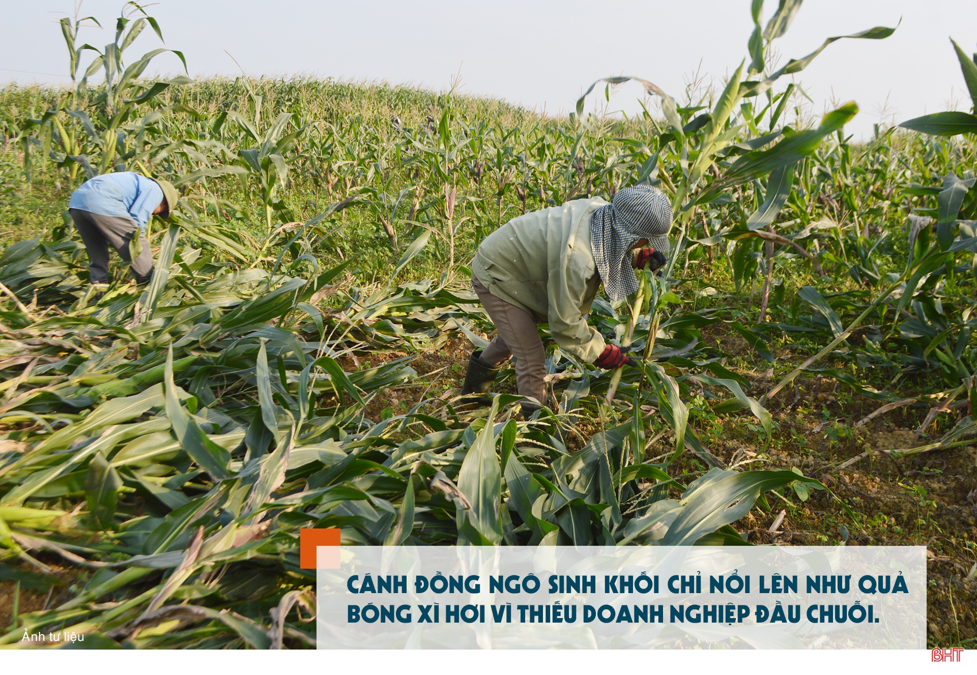 Vụ đông hàng hóa và những bước lùi” (bài 1): Đâu rồi những cánh đồng liên kết “thẳng cánh cò bay”?!