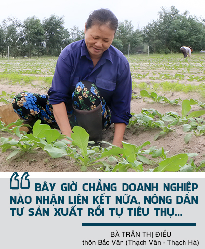 Vụ đông hàng hóa và những bước lùi” (bài 1): Đâu rồi những cánh đồng liên kết “thẳng cánh cò bay”?!